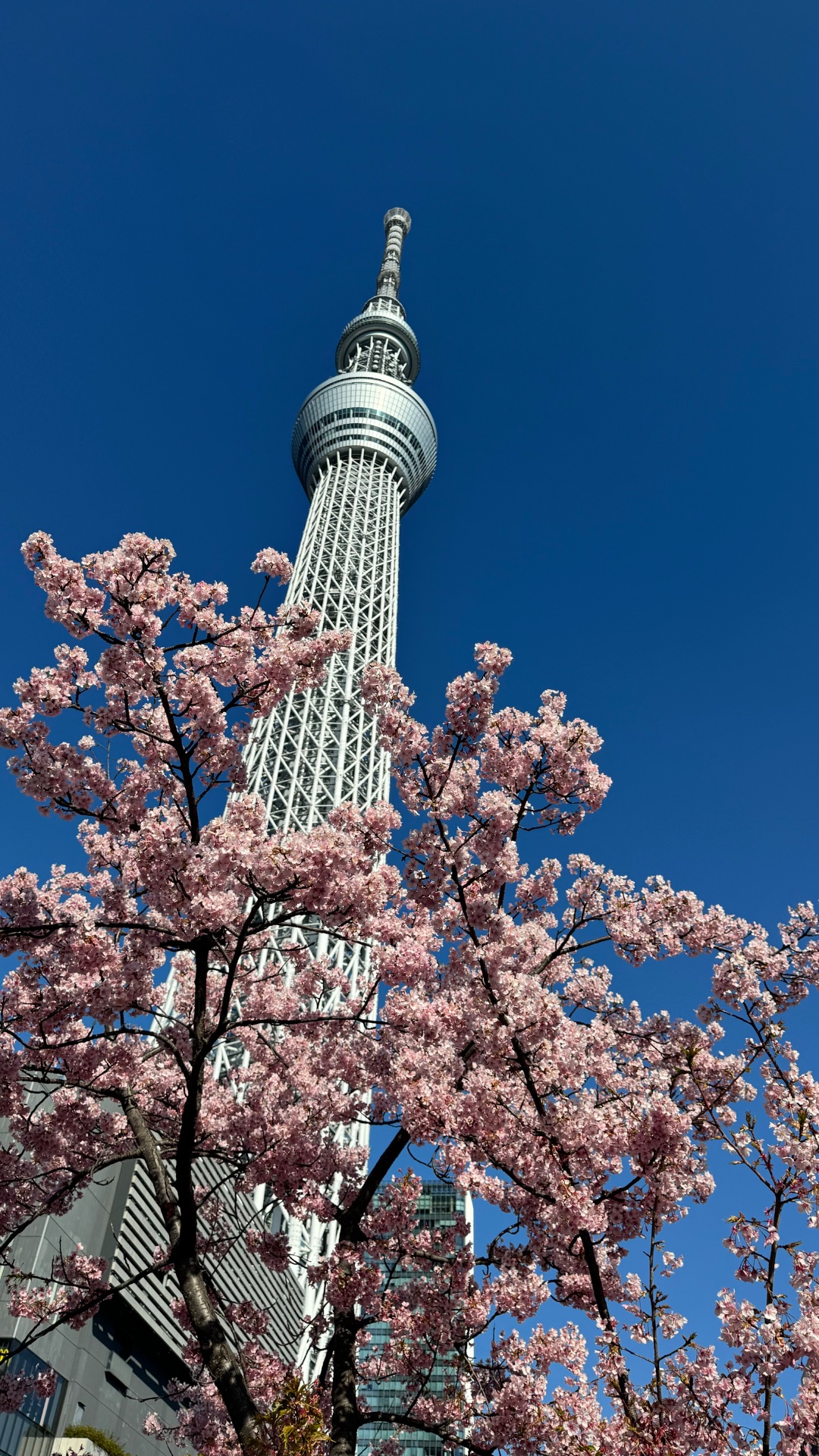 In Japan